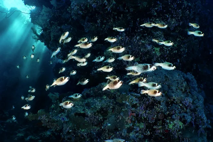 Framed Print : School of Masked pufferfish (Arothron diadematus) migrating along the reef to their spawning grounds, Ras Mohammed Marine Park, Sinai, Egypt, Red Sea Framed Print : School of Masked pufferfish (Arothron diadematus) migrating along the reef to their spawning grounds, Ras Mohammed Marine Park, Sinai, Egypt, Red Sea
