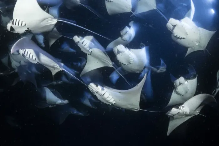 Framed Print : School of Munks devil ray (Mobula munkiana), feeding on plankton at night Framed Print : School of Munks devil ray (Mobula munkiana), feeding on plankton at night