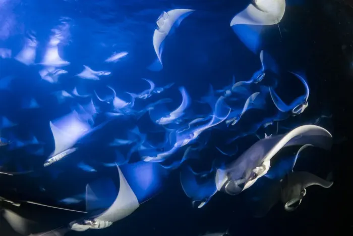 Framed Print : School of Munks devil ray, pygmy devil ray, (Mobula munkiana), feeding on plankton at night Framed Print : School of Munks devil ray, pygmy devil ray, (Mobula munkiana), feeding on plankton at night