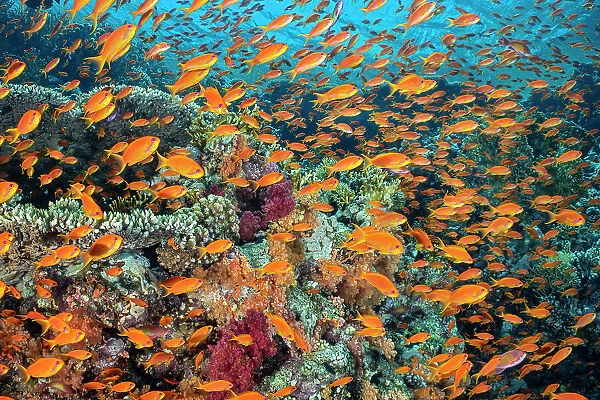 School of orange Scalefin anthias (Pseudanthias squamipinnis) on a coral reef with table corals (Acropora sp.) and red soft corals (Dendronephthya sp.), Ras Mohammed National Park, Sinai, Egypt. Red Sea