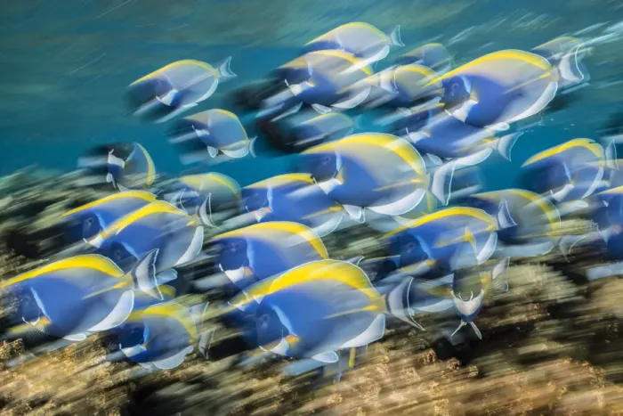 Framed Print : School of powderblue surgeonfish (Acanthurus leucosternon) feeding, Laamu Atoll, Maldives Framed Print : School of powderblue surgeonfish (Acanthurus leucosternon) feeding, Laamu Atoll, Maldives