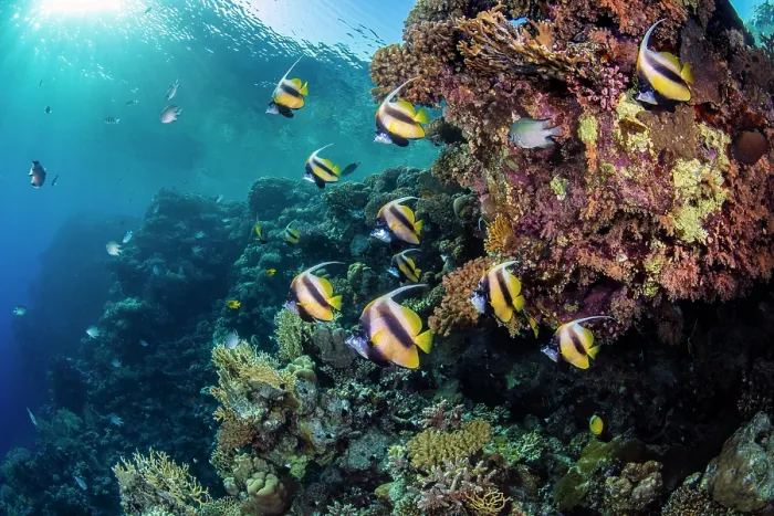 Framed Print : School of Red Sea bannerfish (Heniochus intermedius) swimming over a coral reef, Ras Umm Sid, Sharm El Shiekh, Sinai, Egypt, Red Sea Framed Print : School of Red Sea bannerfish (Heniochus intermedius) swimming over a coral reef, Ras Umm Sid, Sharm El Shiekh, Sinai, Egypt, Red Sea