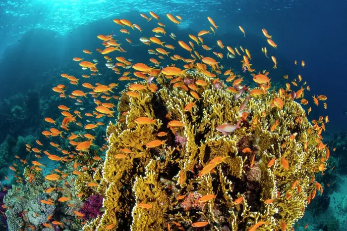 Framed Print : School of Scalefin anthias (Pseudanthias squamipinnis) females, swimming around Fire coral (Millepora dichotoma) feeding on plankton brought to the reef by currents, Ras Mohammed National Park, Sinai, Egypt. Red Sea Framed Print : School of Scalefin anthias (Pseudanthias squamipinnis) females, swimming around Fire coral (Millepora dichotoma) feeding on plankton brought to the reef by currents, Ras Mohammed National Park, Sinai, Egypt. Red Sea