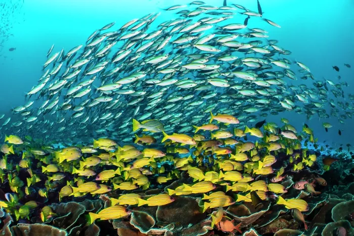 Framed Print : School of Scissortail fusilier (Caesio caerulaurea) swimming over Five-lined snappers (Lutjanus quinquelineatus) and Mimic goatfish (Mulliodichthys mimicus) above plate corals Framed Print : School of Scissortail fusilier (Caesio caerulaurea) swimming over Five-lined snappers (Lutjanus quinquelineatus) and Mimic goatfish (Mulliodichthys mimicus) above plate corals