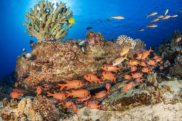A school of Shoulderbar soldierfish (Myripristis kuntee) swimming close to the reef for prtection during the day, Hawaii, Pacific Ocean