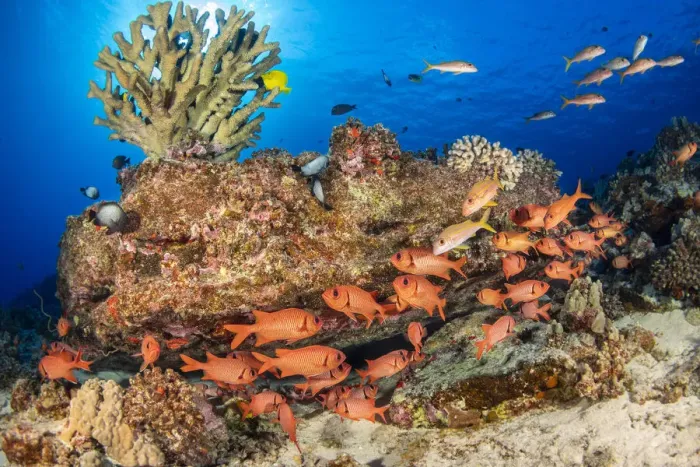Framed Print : A school of Shoulderbar soldierfish (Myripristis kuntee) swimming close to the reef for prtection during the day, Hawaii, Pacific Ocean Framed Print : A school of Shoulderbar soldierfish (Myripristis kuntee) swimming close to the reef for prtection during the day, Hawaii, Pacific Ocean