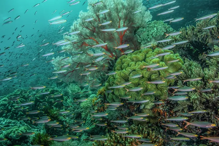 Framed Print : School of Slender fusiliers (Gymnocaesio gymnoptera) swimming over coral reef with Sea fan (Melithaea sp.) and Soft corals (Sarcophyton sp.), Raja Ampat, Indonesia, Pacific Ocean