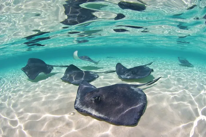 Framed Print : A school of Southern stingrays (Hypanus americanus) on a sand bar, Grand Cayman, Cayman Islands. British West Indies. Caribbean Sea Framed Print : A school of Southern stingrays (Hypanus americanus) on a sand bar, Grand Cayman, Cayman Islands. British West Indies. Caribbean Sea