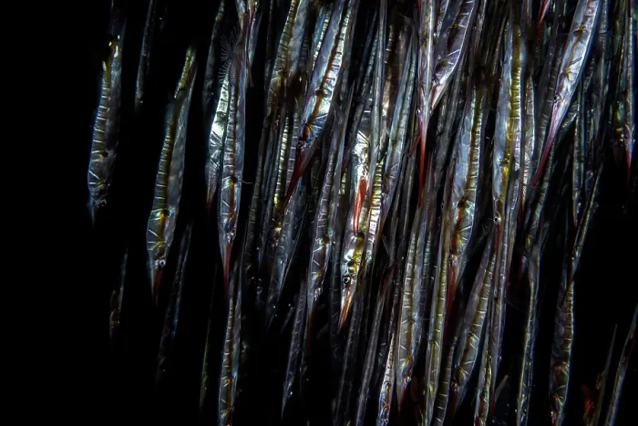 Framed Print : School of Speckled shrimpfish (Aeoliscus punctatus) at night, Lembeh Strait, North Sulawesi, Indonesia, Pacific Ocean Framed Print : School of Speckled shrimpfish (Aeoliscus punctatus) at night, Lembeh Strait, North Sulawesi, Indonesia, Pacific Ocean