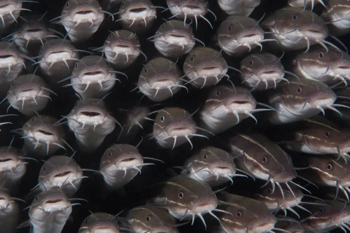 Framed Print : School of Striped catfish (Plotosus lineatus) packed tightly together for protection, Bali, Pacific Ocean Framed Print : School of Striped catfish (Plotosus lineatus) packed tightly together for protection, Bali, Pacific Ocean