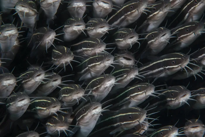 Framed Print : School of Striped catfish (Plotosus lineatus) packed tightly together for protection, Bali, Pacific Ocean Framed Print : School of Striped catfish (Plotosus lineatus) packed tightly together for protection, Bali, Pacific Ocean