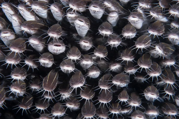 Framed Print : School of Striped catfish (Plotosus lineatus) packed tightly together for protection, Bali, Pacific Ocean Framed Print : School of Striped catfish (Plotosus lineatus) packed tightly together for protection, Bali, Pacific Ocean