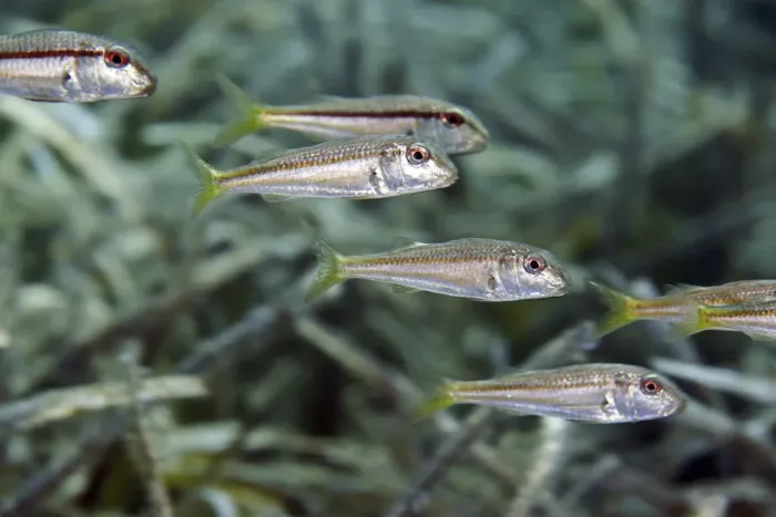 Framed Print : A school of striped red mullet or surmullet (Mullus surmuletus) swim over seagrass meadow