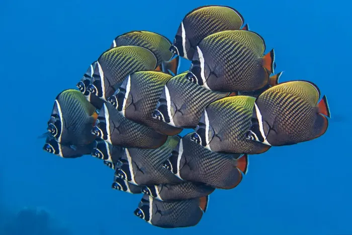 Framed Print : School of White collar butterflyfish (Chaetodon collare) pack together above a coral reef Framed Print : School of White collar butterflyfish (Chaetodon collare) pack together above a coral reef