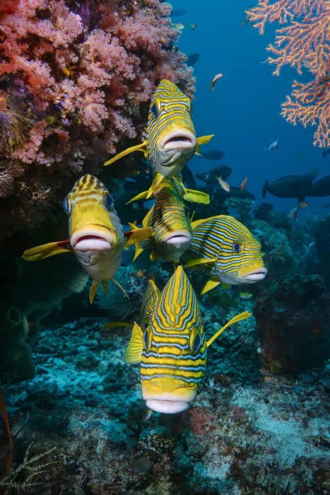 Framed Print : School of Yellow-ribbon sweetlips (Plectorhinchus polytaenia) swimming with the current, Raja Ampat, Indonesia, Pacific Ocean Framed Print : School of Yellow-ribbon sweetlips (Plectorhinchus polytaenia) swimming with the current, Raja Ampat, Indonesia, Pacific Ocean