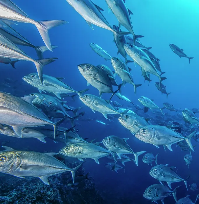 Framed Print : Schooling Bigeye jacks (Caranx sexfasciatus), Cocos Island, Costa Rica, Pacific Ocean Framed Print : Schooling Bigeye jacks (Caranx sexfasciatus), Cocos Island, Costa Rica, Pacific Ocean