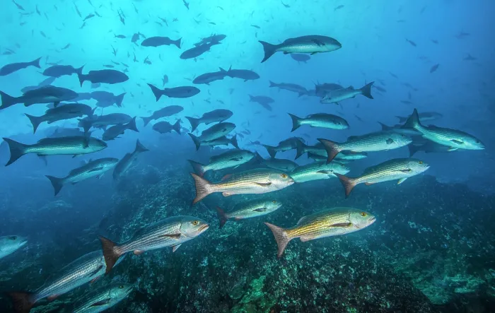 Framed Print : Schooling Golden snappers (Lutjanus inermis) in reddish-brown phase, Cocos Island, Costa Rica, Pacific Ocean Framed Print : Schooling Golden snappers (Lutjanus inermis) in reddish-brown phase, Cocos Island, Costa Rica, Pacific Ocean