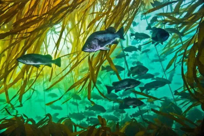Framed Print : Schooling rockfishes (Sebastes spp. ) with Bull kelp (Nereocystis luetkeana) Framed Print : Schooling rockfishes (Sebastes spp. ) with Bull kelp (Nereocystis luetkeana)
