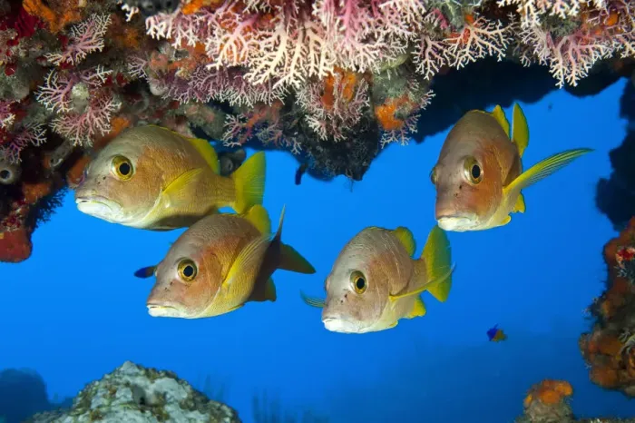 Framed Print : Schoolmaster snapper (Lutjanus apodus) school, under a coral ledge, Snapper Hole Framed Print : Schoolmaster snapper (Lutjanus apodus) school, under a coral ledge, Snapper Hole
