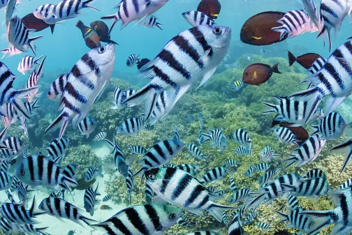 Framed Print : Scissortail sergeant (Abudefduf sexfasciatus) shoal schooling over the reef, Guam, Micronesia, Pacific Ocean Framed Print : Scissortail sergeant (Abudefduf sexfasciatus) shoal schooling over the reef, Guam, Micronesia, Pacific Ocean