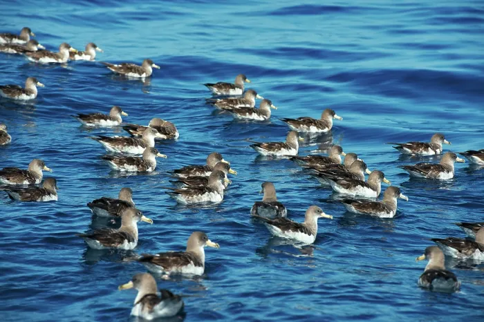 Framed Print : Scopoli's shearwaters (Calonectris diomedea) flock on water, Tenerife, Canary Islands, Atlantic Framed Print : Scopoli's shearwaters (Calonectris diomedea) flock on water, Tenerife, Canary Islands, Atlantic