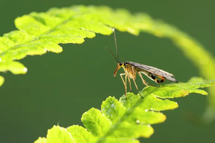 Framed Print : Scorpion fly (Panorpa communis) male, resting on fern frond, Tamar Lakes, Cornwall, England, UK. July Framed Print : Scorpion fly (Panorpa communis) male, resting on fern frond, Tamar Lakes, Cornwall, England, UK. July