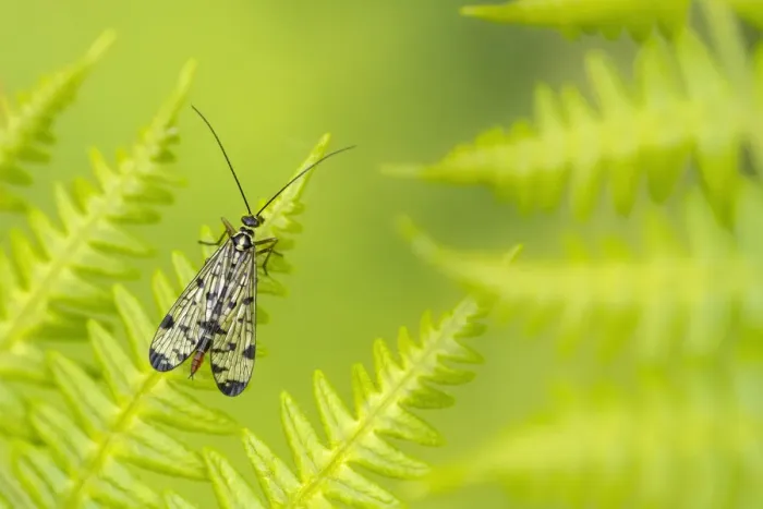 Framed Print : Scorpion fly (Panorpa germanica) female resting on Bracken (Pteridium aquilinum) Framed Print : Scorpion fly (Panorpa germanica) female resting on Bracken (Pteridium aquilinum)
