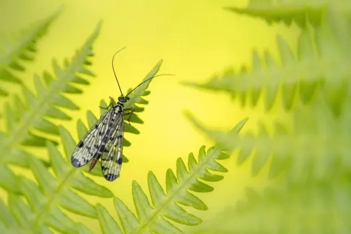 Framed Print : Scorpion fly (Panorpa sp. ) female, basking on bracken, Broxwater, Cornwall, UK. May Framed Print : Scorpion fly (Panorpa sp. ) female, basking on bracken, Broxwater, Cornwall, UK. May