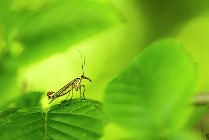 Framed Print : Scorpion fly (Panorpa sp.) male, resting on leaf, Broxwater, Cornwall, England, UK. June
