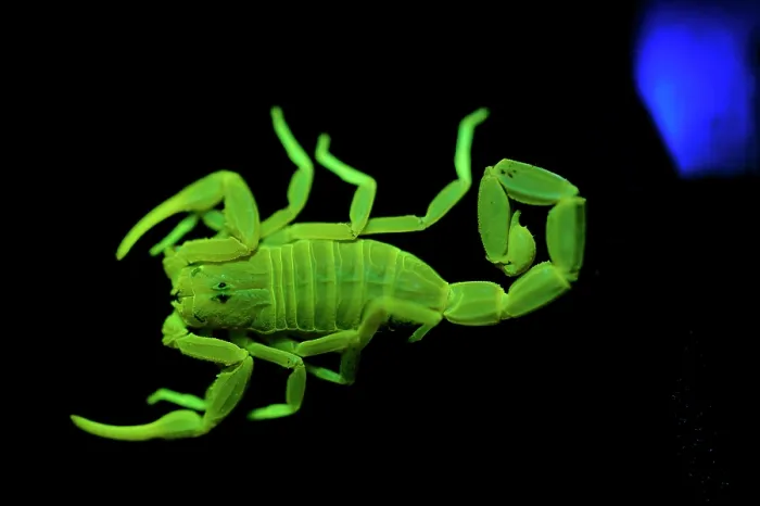 Framed Print : Scorpion (Pandinus sp.) fluorescing under ultraviolet light Framed Print : Scorpion (Pandinus sp.) fluorescing under ultraviolet light