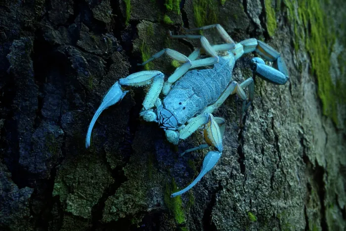 Framed Print : Scorpion (Scorpiones) active at night on tree trunk, illuminated with UV light, Osa Peninsula, Pacific slope, Costa Rica Framed Print : Scorpion (Scorpiones) active at night on tree trunk, illuminated with UV light, Osa Peninsula, Pacific slope, Costa Rica