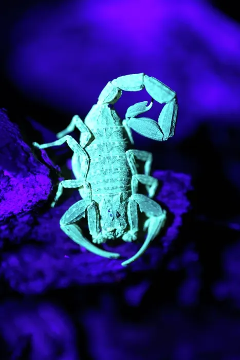 Framed Print : Scorpion (Scorpiones) glowing under UV light, Las Piedras, Madre de dios, Amazon rainforest, Peru. (See 1767457) Framed Print : Scorpion (Scorpiones) glowing under UV light, Las Piedras, Madre de dios, Amazon rainforest, Peru. (See 1767457)