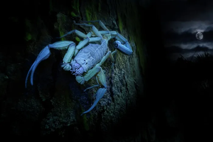Framed Print : Scorpion (Scorpiones) on tree trunk at night illuminated with UV light with moon in background, Osa Peninsula, Costa Rica Framed Print : Scorpion (Scorpiones) on tree trunk at night illuminated with UV light with moon in background, Osa Peninsula, Costa Rica
