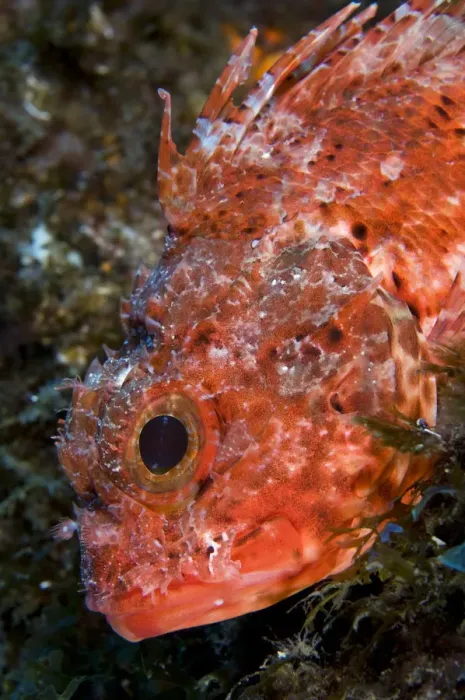 Framed Print : Scorpionfish (Scorpaena maderensis) portrait, Pico, Azores, Portugal, June 2009 Framed Print : Scorpionfish (Scorpaena maderensis) portrait, Pico, Azores, Portugal, June 2009