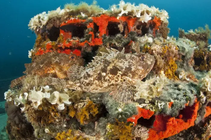 Framed Print : Two Scorpionfish (Scorpaena porcus) lying on artificial reef, Larvotto Marine Reserve Framed Print : Two Scorpionfish (Scorpaena porcus) lying on artificial reef, Larvotto Marine Reserve
