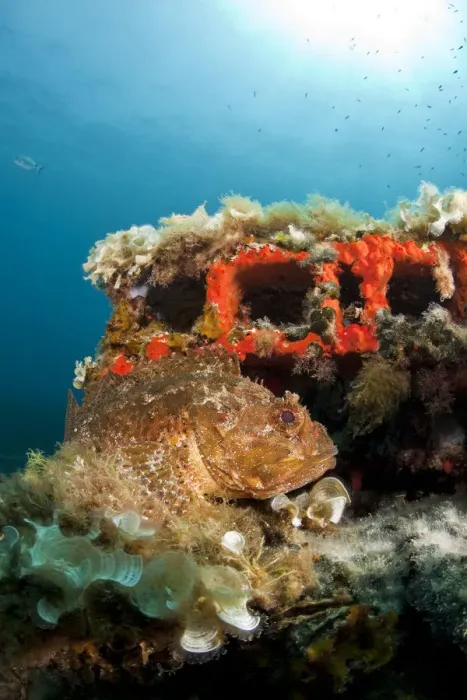 Framed Print : Scorpionfish (Scorpaena porcus) lying on the artificial reef, Larvotto Marine Reserve Framed Print : Scorpionfish (Scorpaena porcus) lying on the artificial reef, Larvotto Marine Reserve