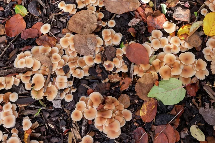 Framed Print : Scotch bonnet (Marasmius oreades) mushrooms, Alsace, France. November Framed Print : Scotch bonnet (Marasmius oreades) mushrooms, Alsace, France. November