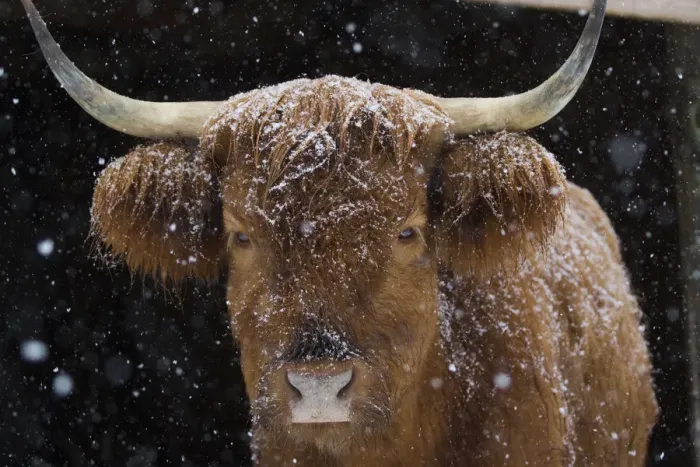Framed Print : Scotch Highland cow in barn, peering out into snow, Madison, Connecticut, USA. February Framed Print : Scotch Highland cow in barn, peering out into snow, Madison, Connecticut, USA. February