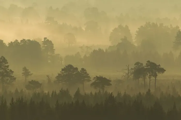 Framed Print : Scots Pine forest on misty autumn morning, Rothiemurchus Forest, Cairngorms National Park Framed Print : Scots Pine forest on misty autumn morning, Rothiemurchus Forest, Cairngorms National Park