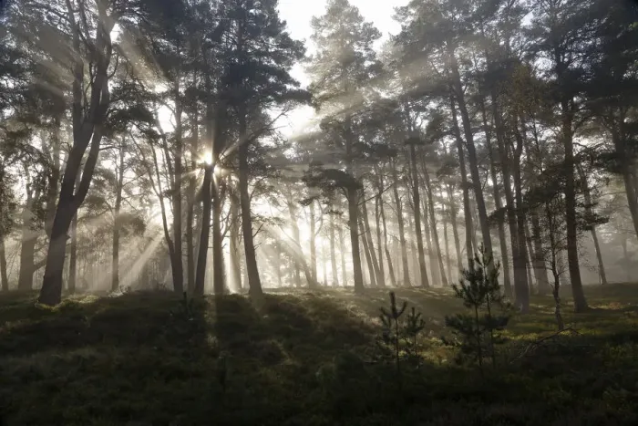 Framed Print : Scots Pine forest (Pinus sylvestris) with early morning misty light filtering through the forest Framed Print : Scots Pine forest (Pinus sylvestris) with early morning misty light filtering through the forest