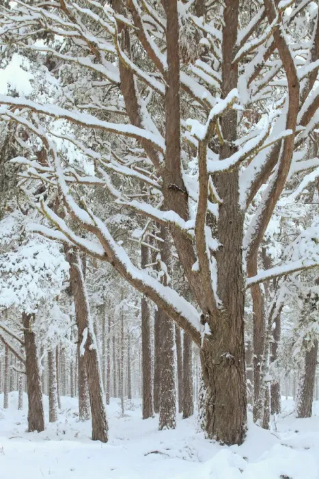 Framed Print : Scots Pine forest in winter, Abernethy Forest, Cairngorms National Park, Scotland, UK Framed Print : Scots Pine forest in winter, Abernethy Forest, Cairngorms National Park, Scotland, UK