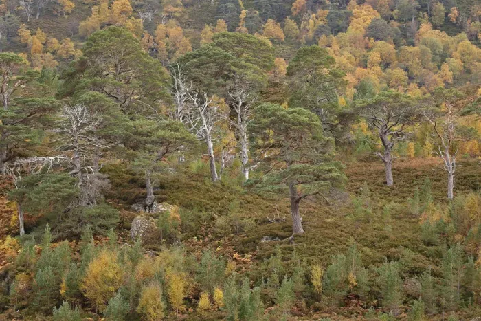 Framed Print : Scots pine (Pinus silvestris) and Silver birch (Betula pendula) forest, with natural Framed Print : Scots pine (Pinus silvestris) and Silver birch (Betula pendula) forest, with natural