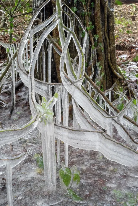 Framed Print : Scot's pine (Pinus sylvestris) branches and Ivy (Hedera helix) covered in ice along roadside during winter storm, Surrey Hills AONB, Abinger Common, Surrey, UK. February Framed Print : Scot's pine (Pinus sylvestris) branches and Ivy (Hedera helix) covered in ice along roadside during winter storm, Surrey Hills AONB, Abinger Common, Surrey, UK. February