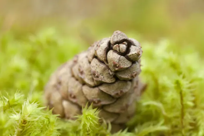 Framed Print : Detail of Scots pine (Pinus sylvestris) cone on moss, Abernethy Forest, Cairngorms NP