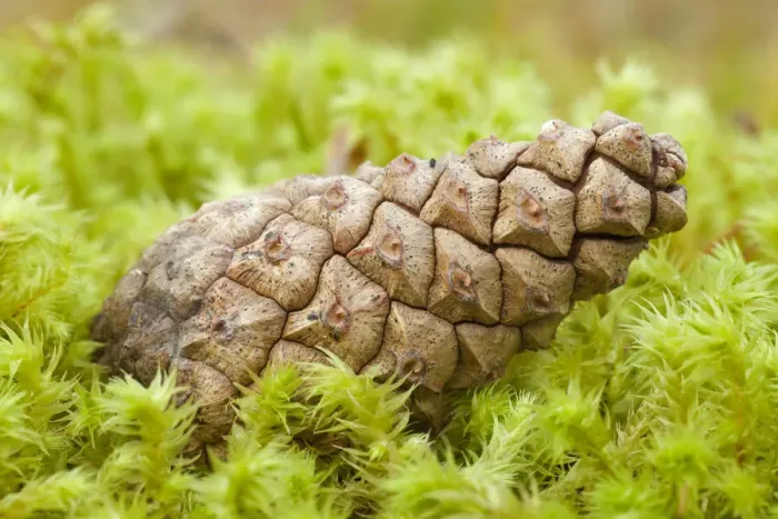 Framed Print : Detail of Scots pine (Pinus sylvestris) cone on moss, Abernethy Forest, Cairngorms NP