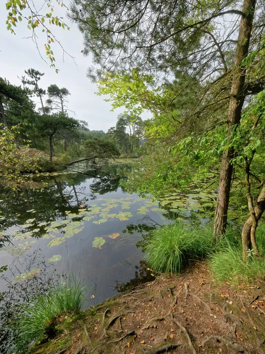 Framed Print : Scots pine (Pinus sylvestris) and deciduous trees on banks of pond, Bystock pools nature reserve, near Exmouth, Devon, England, UK. September