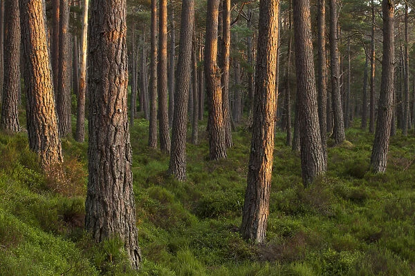Scots pine (Pinus sylvestris) forest in evening light, Abernethy, Cairngorms National Park