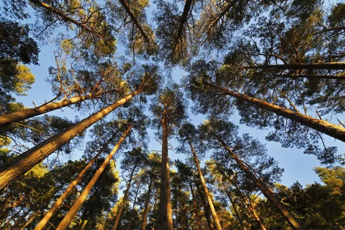 Framed Print : Scots pine (Pinus sylvestris) forest looking skywards towards forest canopy Framed Print : Scots pine (Pinus sylvestris) forest looking skywards towards forest canopy
