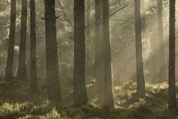 Framed Print : Scots pine (Pinus sylvestris) forest with sun filtering through mist, Alvie Estate Framed Print : Scots pine (Pinus sylvestris) forest with sun filtering through mist, Alvie Estate
