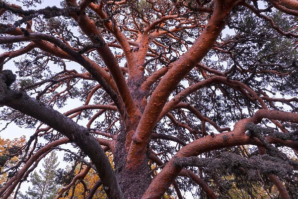 Scots pine (Pinus sylvestris), Laguna Negra y Circos Glaciares de Urbion natural park
